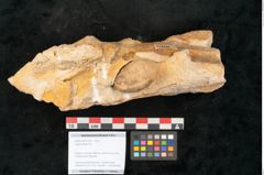 Foto (Objekt + Etikett) von Trigonocarpus sp.  (NHMW-GEO-2024-0188-11160)